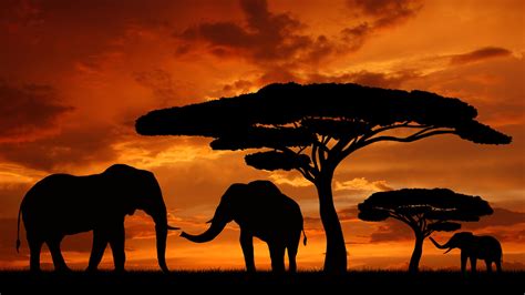 AFRICAN SAFARI 4K .